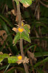 Feverwort